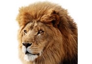 Mac 911: What (else) prevents you from upgrading to Lion?