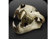 Skulls by Simon Winchester comes to the iPad