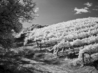 Photograph The Invisible With Infrared Photos 