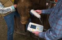 Scan that cow